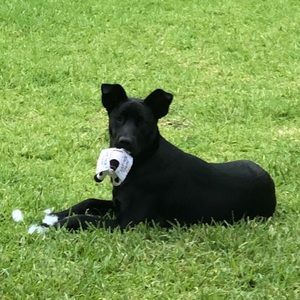 Meet your Posher, Meissa